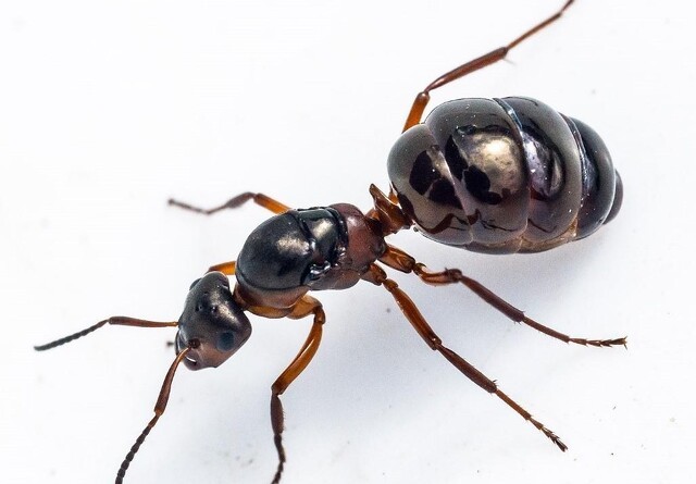 Stoffer i myrer kan beskytte mod plantesygdomme
