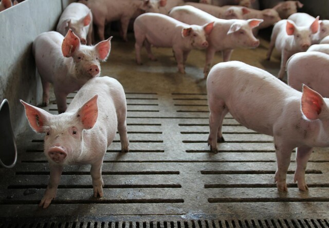 EU's svinebestand faldt en smule i maj-juni
