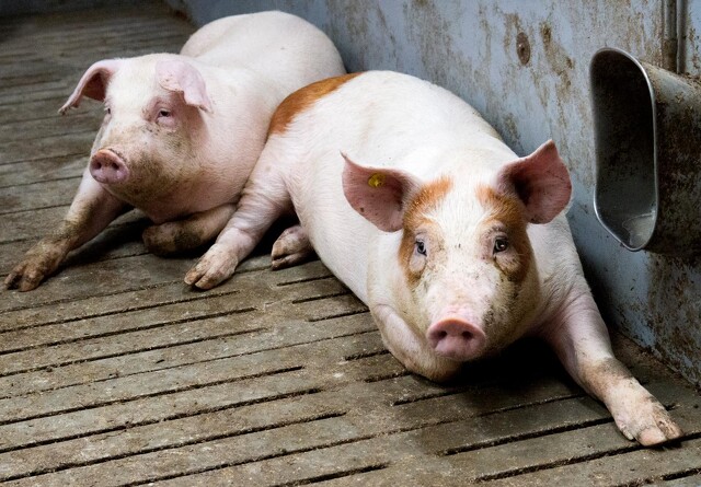 Mangel på slagtekapacitet i England: 120.000 grise risikerer aflivning
