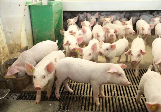 Kritik: Dyrevelfærdsudspil går kødproducenternes ærinde
