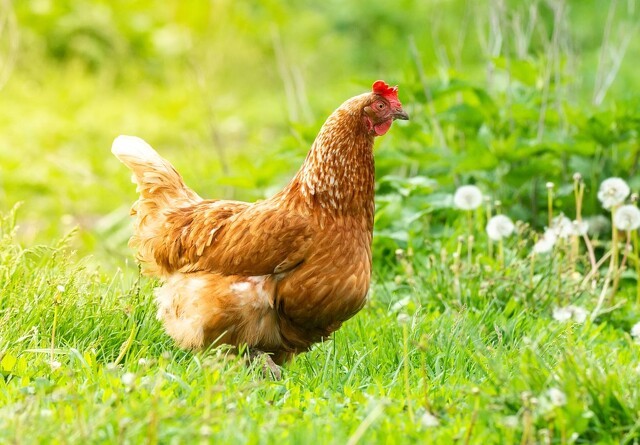 Fugleinfluenza fundet i høns ved Slagelse