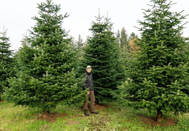 Mangel på arbejdskraft udfordrer juletræsbranchen