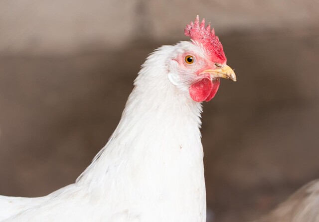 Udbrud af fugleinfluenza: 100.000 høns skal aflives