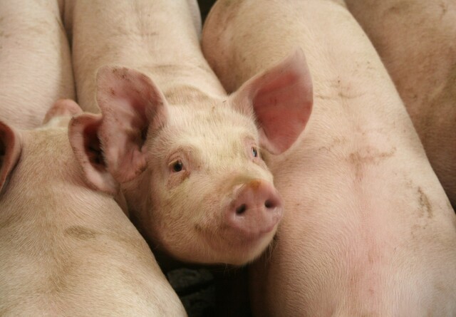 Skal Dansk Landbrugskapital bruges på 10 kæmpe svineproduktioner?