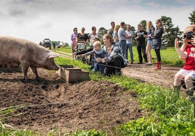 Danskerne spiser mere økologisk grisekød