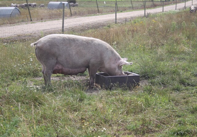 Ikke-økologisk foder til øko-svin fortsat tilladt