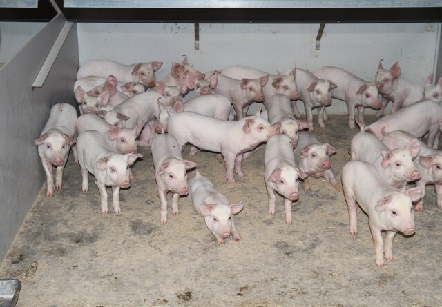 Jerntilskud til grise er fuld af farlige tungmetaller