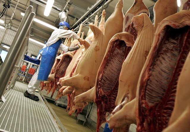 I Kina skal de spise danske svin