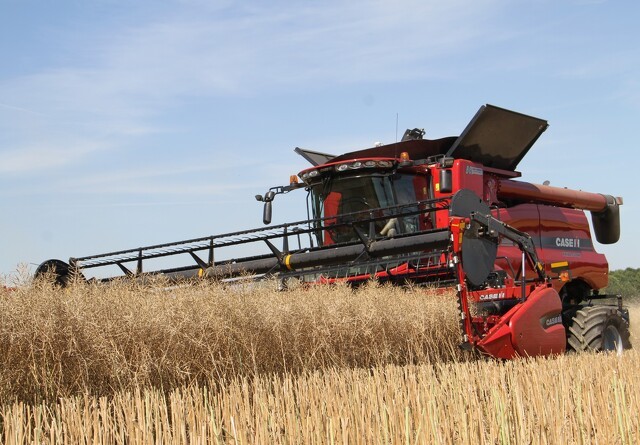 Sortehavshvede taber i konkurrence med EU-hvede