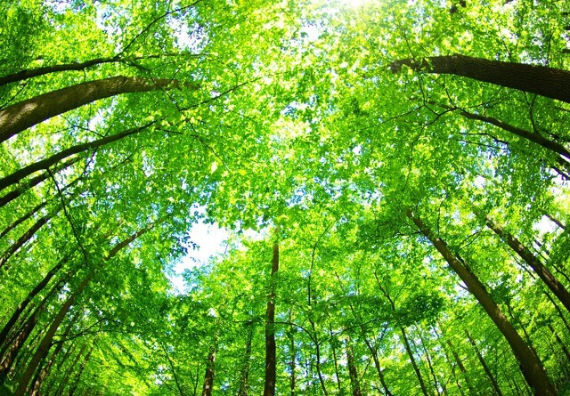 1500 hektar mere skov