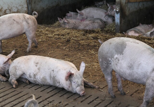 Vaccine mod svinepest kan være på vej