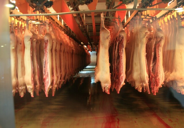 Danish Crown 15-dobler eksporten af svinekød til Kina
