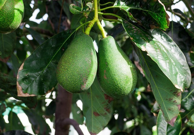 Avocadoproduktion ødelægger sydamerikansk region