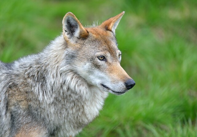 Første ulveangreb bekræftet i Varde Kommune