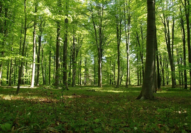Privat skov kan bidrage til klimaløsninger