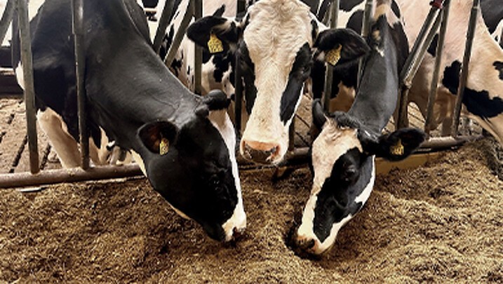Risiko for toxiner i køernes foder skal tages alvorligt 2 dæmpet.png