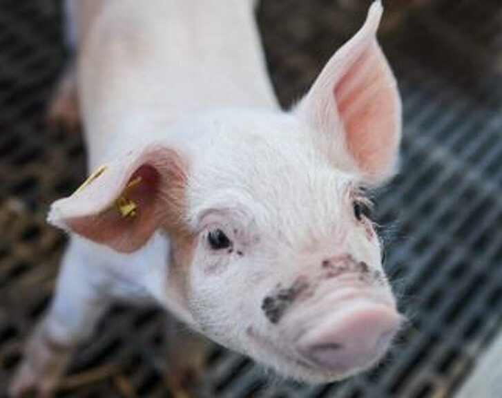 Vores kendskab til dine grise giver både de billigste og de bedste foderblandinger