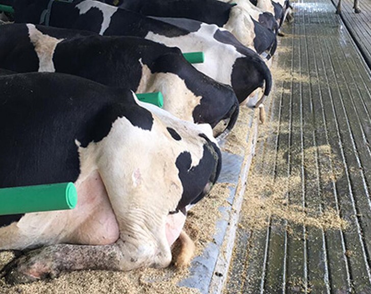 Ifølge landbrugsmedier giver det 1,5 l mælk pr. ko om dagen ved at skifte til nye latex madrasser