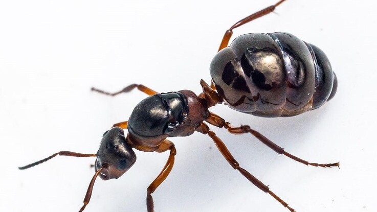 Stoffer i myrer kan beskytte mod plantesygdomme