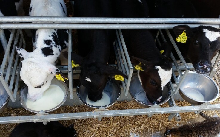 En god mælkefodring baner vej for sunde og stærke kalve