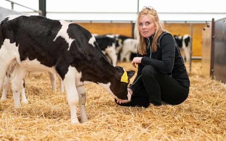 Antistoffer fra råmælk skaber sundere kalve og højere ydelse