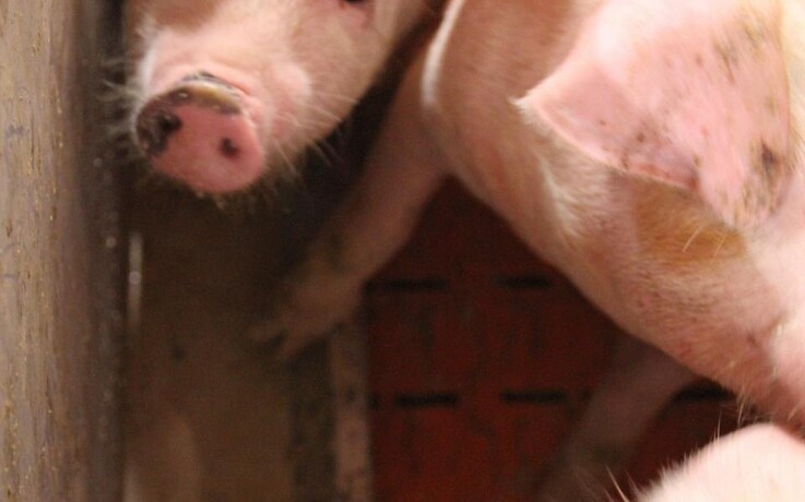 Syre i vådfoder - forbedrer opstarten af grisene