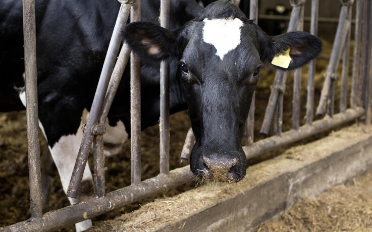 Ny foderingrediens skærer en stor luns af køers klimabelastning