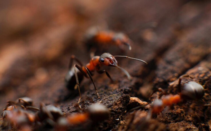 Myre-feromoner mindsker sprøjtning med insekticider