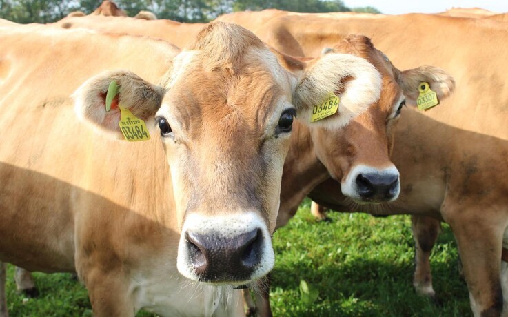 Køerne bliver avlet efter genotype