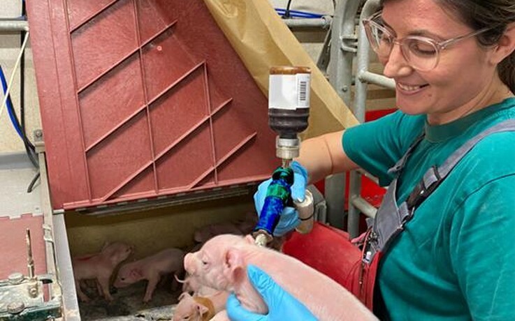 Tidlig indsats mod coccidiose kan give stærkere grise