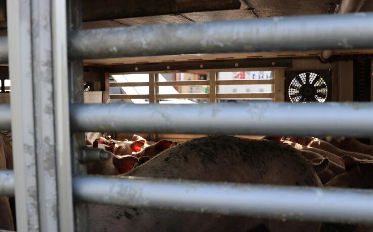Krav om højdekrav til svinetransporter udskydes