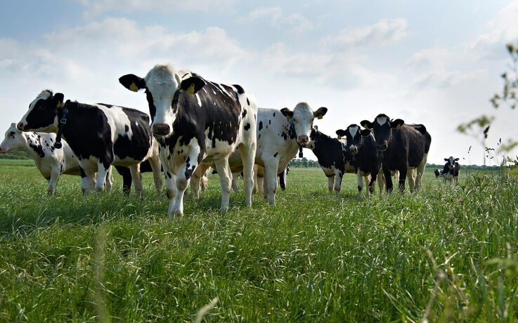 Nyt kvægfoderkoncept er baseret på dansk protein