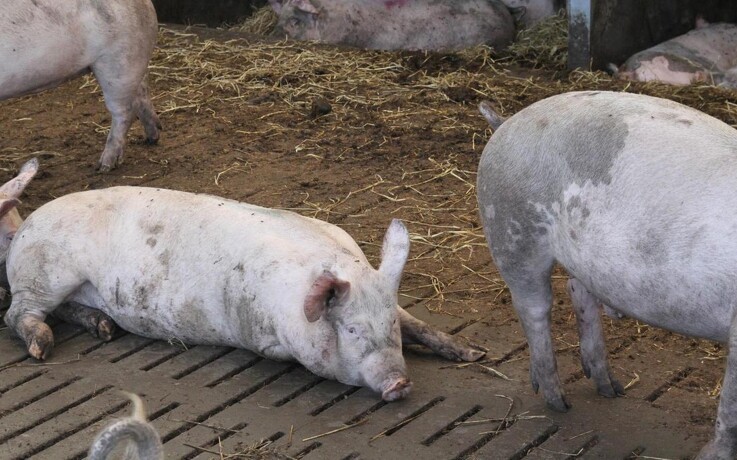 Ny virus i grise kan ende med pandemi
