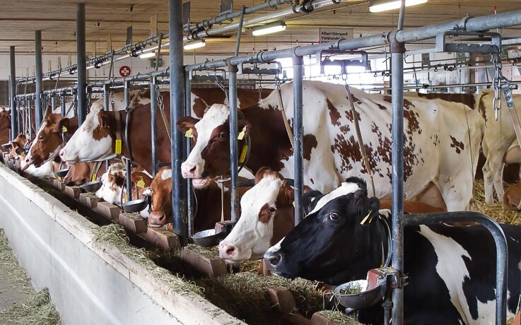 Kvægeksportør: Dyrlægekontrol er alt for dyrt