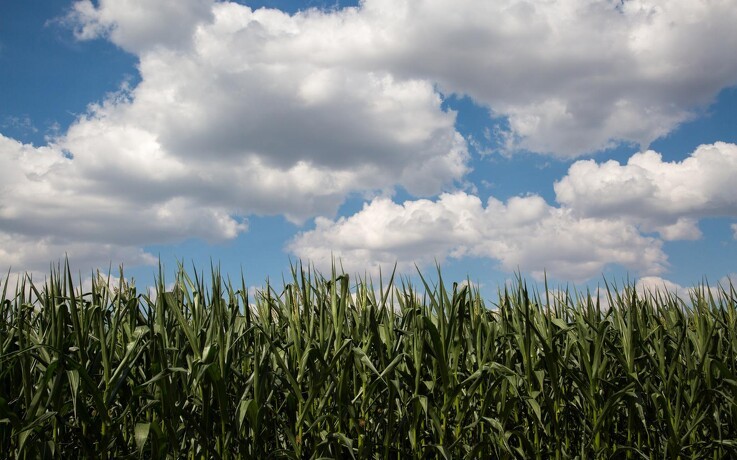 Jyske Markets: Chicago majsen stiger 10% på tre handelsdage
