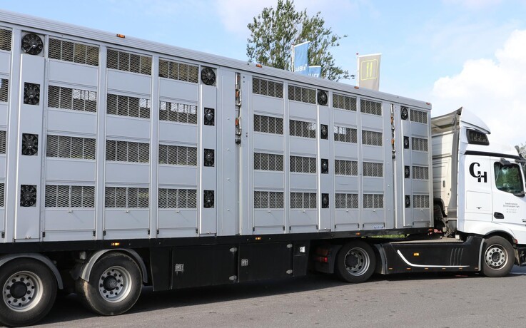 Lastbiler kan slæbe svinepest med ind i Danmark