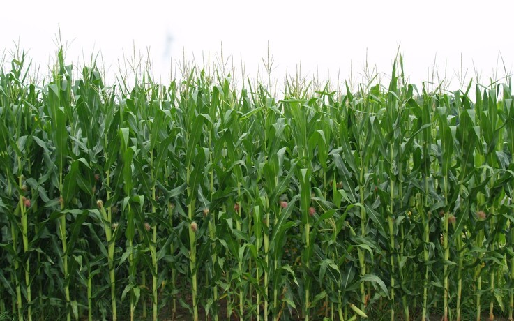 Ugunstige vejrforhold påvirker den amerikanske majs