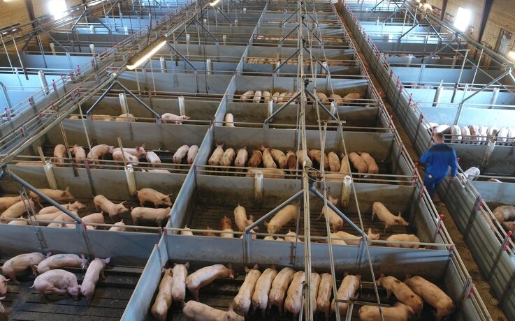 DC: Klare regler skal skabe tillid til tysk kødindustri