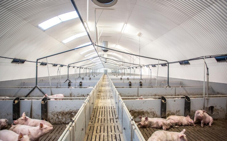 Det europæiske marked for svinekød ligger underdrejet
