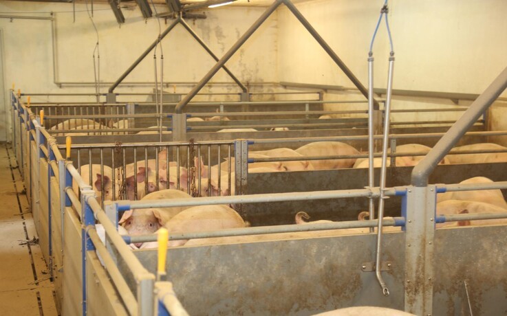 Australsk griseproduktion forventes at stige