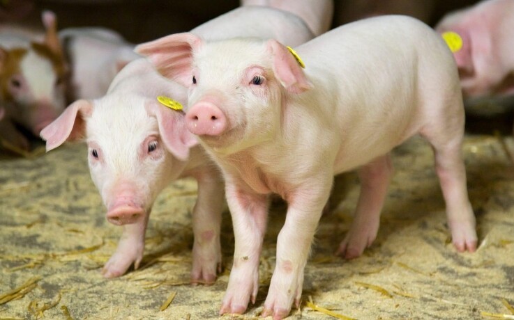 Digitalt værktøj måler grisenes trivsel, foderforbrug og tilvækst