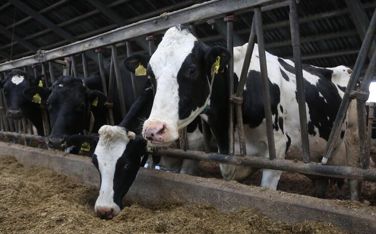 Antibiotika til køer falder med 12 procent