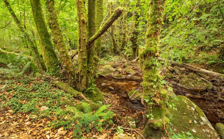 Flere gamle træer i skoven skal øge biodiversiteten