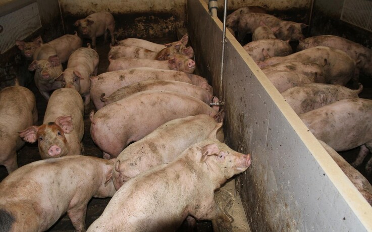 Fire procent af de tyske grisebedrifter er lukket i 2023