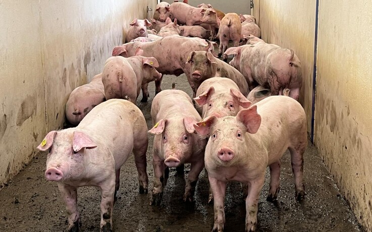 Forventet fald i kinesisk import at grisekød i 2024