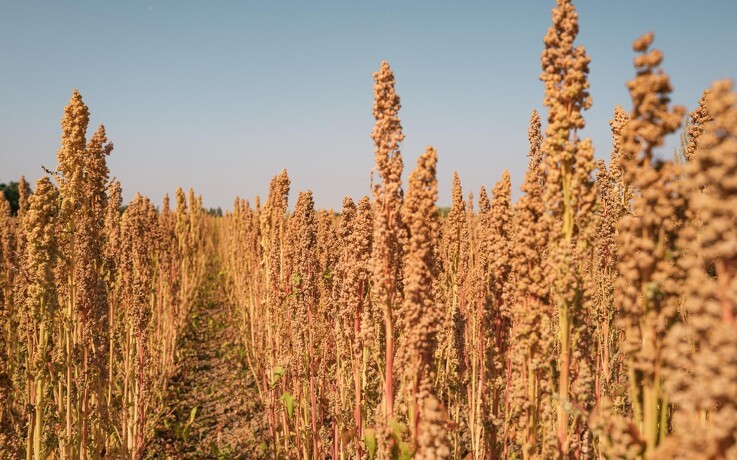 Danske Quinoa-avlere er næsten en måned forsinket