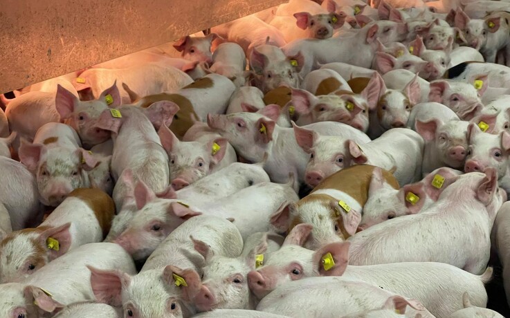 Smågriseandelsejerskab skal holde grise i Danmark