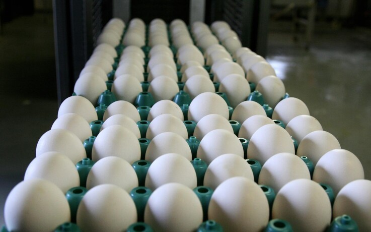 USA´s største æggeproducent indstiller produktionen på grund af fugleinfluenza