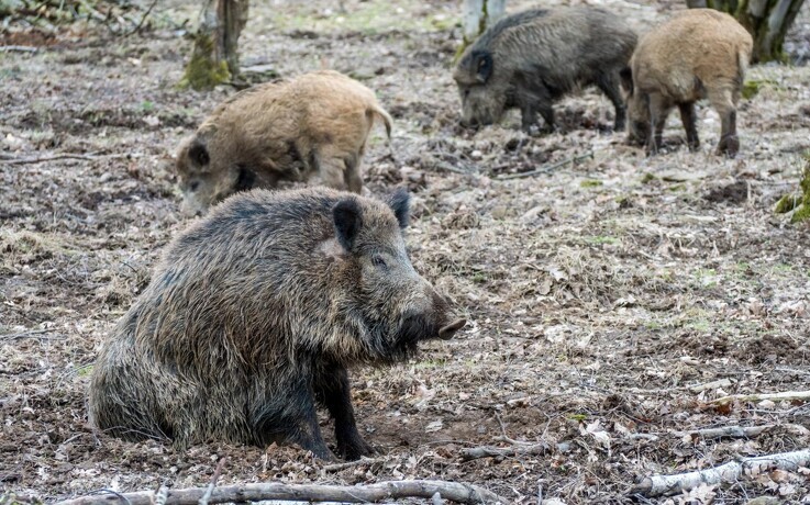Markedsanalytiker: Svinepest i Tyskland vil sænke svinenotering markant