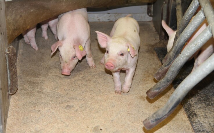 Tysk slagterikoncern forlanger handling efter svinepest: Vi skal stadig kunne eksportere til Asien